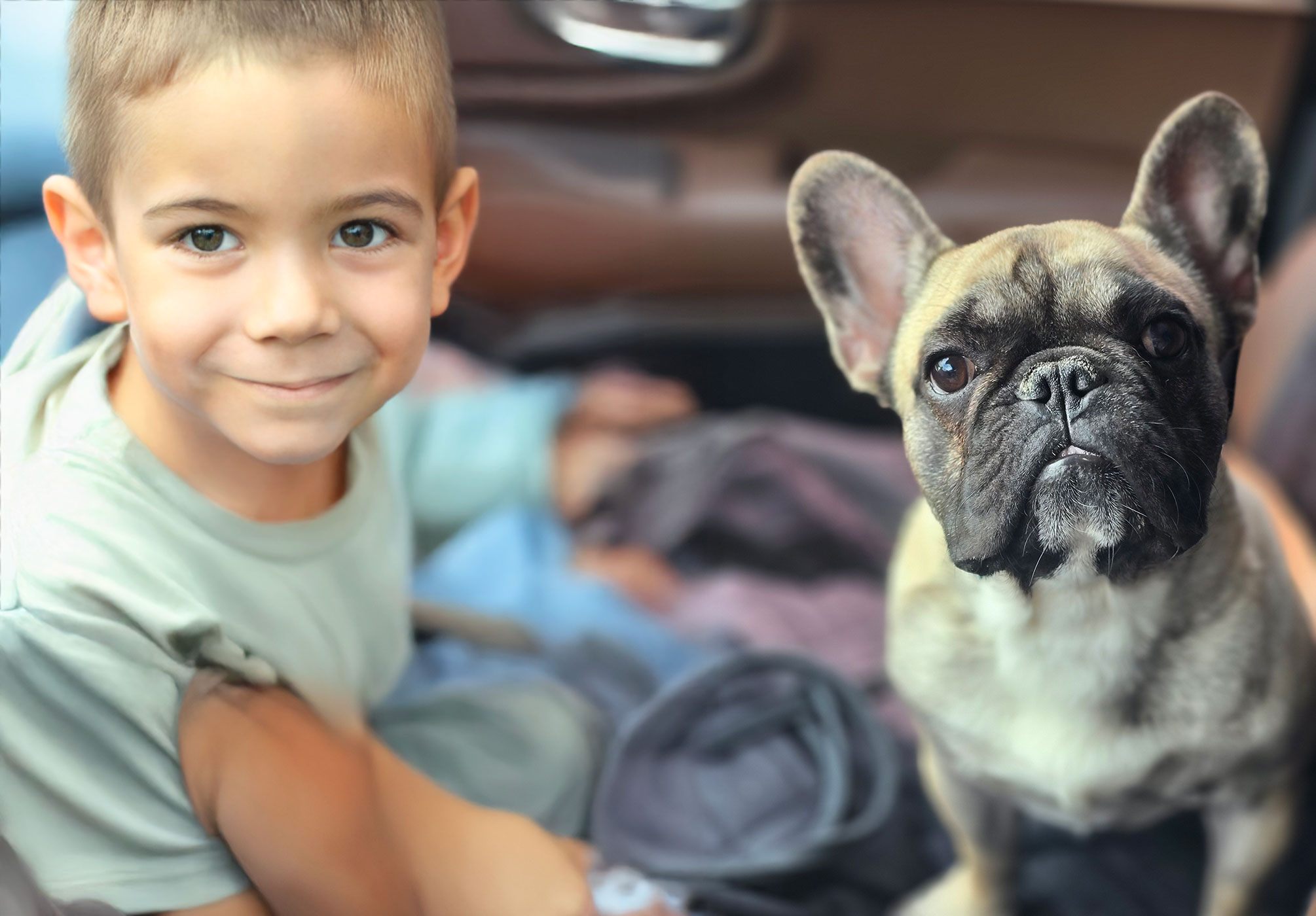 Bulldog Frances Mexico