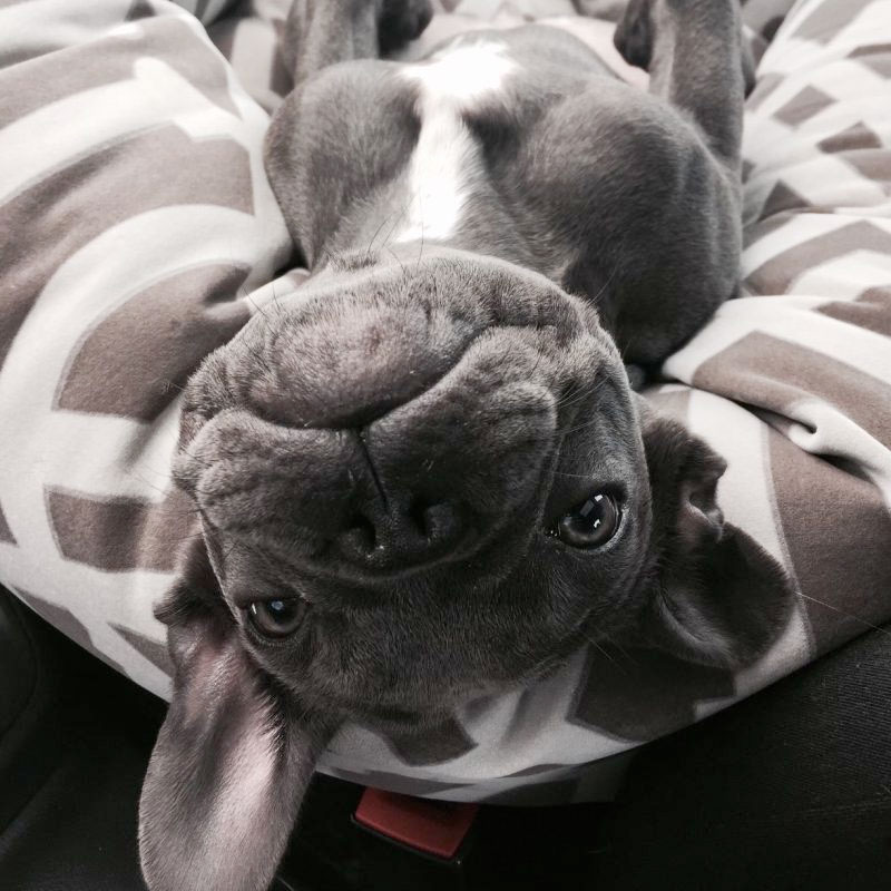 bulldog-frances-mexico-azul