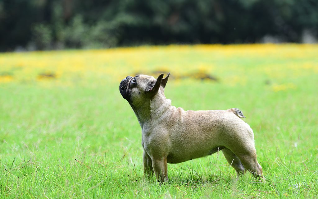 bulldog-frances-mexico-hembra-fawn