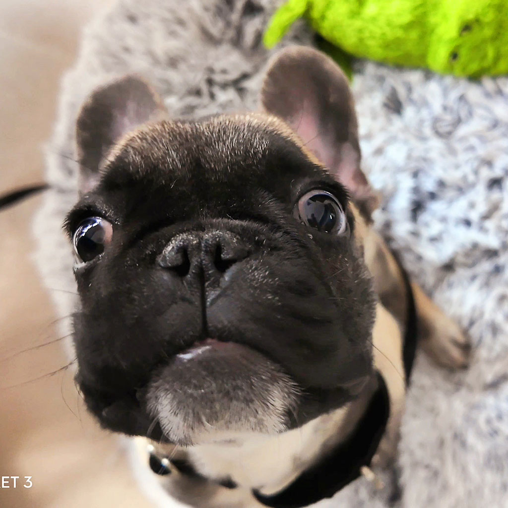 cachorros-bulldog-frances-fawn
