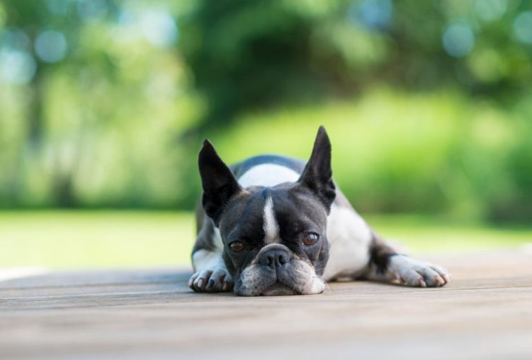 Cute Boston Terrier dog lying on a brown wooden terrace - shallow depth of field