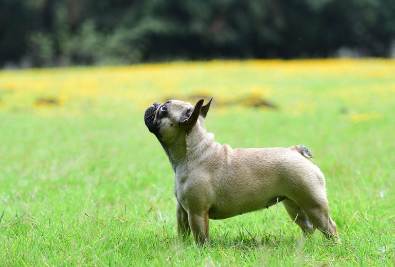 bulldog-frances-mexico-hembra-fawn