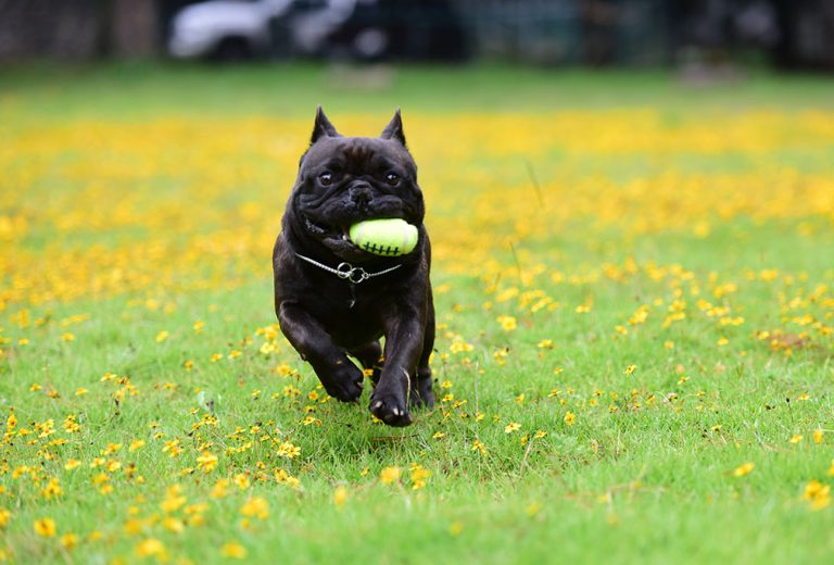 bulldog-frances-mexico-macho